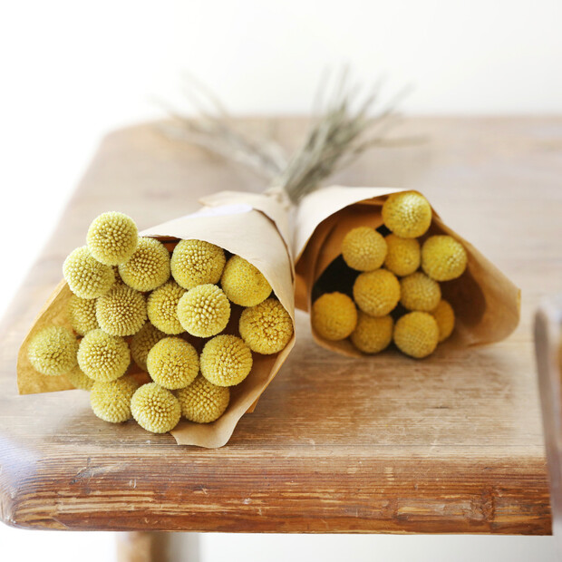Preserved Natural 'Billy Buttons' Craspedia Flowers