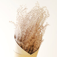 Bunch of Fluffy Reed Grass