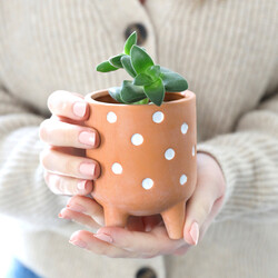Sass & Belle Mini Polka Dot Terracotta Planter, H10cm