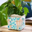 Plant in House of Disaster Luxe Peacock Planter