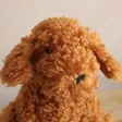 Close Up of Jellycat Cooper Doodle Dog Soft Toy Face