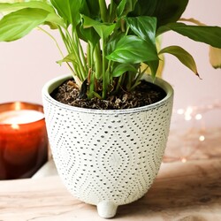 Light Green Dotted Planter, H13cm