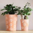 small and large Bee Terracotta Plant Pots with plants inside on wooden table