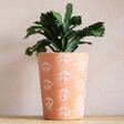 Bee Terracotta Plant Pot with plant on wooden table