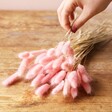 Preserved Lagurus Bunny Tails Grass in Candy Floss Pink