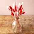 Lagurus Bunny Tails Grass in Pink, Red and White in Vase