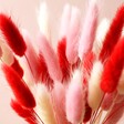 Close Up of Lagurus Bunny Tails Grass in Pink, Red and White