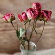 Small Dried Pink Rose Posy in Glass Vase