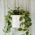 Burgon & Ball Grey Modena Hanging Planter with a leafy green plant inside
