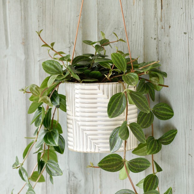Burgon & Ball Grey Modena Hanging Planter
