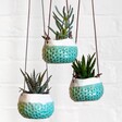 Three Burgon & Ball Small Dotty Hanging Planters Hanging against a white wall