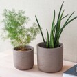 Garden Trading Set of 2 Warm Stone Stratton Straight Planter in lifestyle shot with plants inside on table