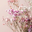 Close Up of Pink and Purple Flowers in the Rainbow Dried Gypsophila Bunch