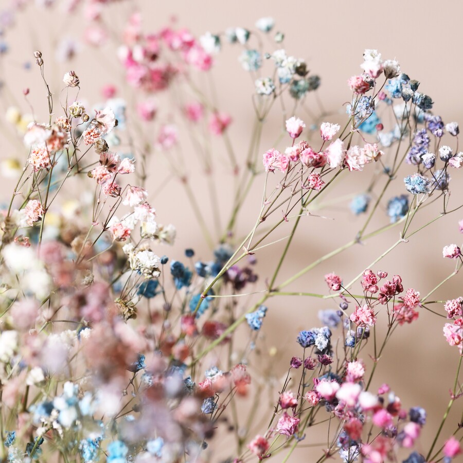 Rainbow Dried Gypsophila Bunch | Lisa Angel