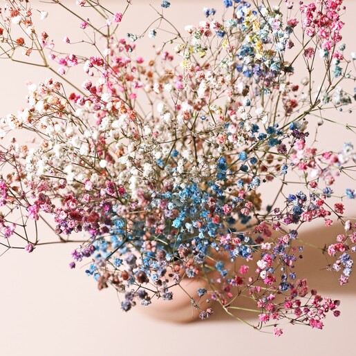Top View of Pastel Rainbow Dried Gypsophila Bunch