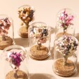 6 Assorted Varieties of Small Dried Flower Offcut Glass Dome