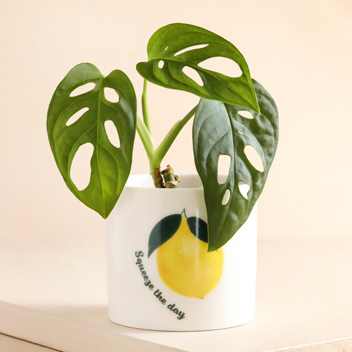 Lemon Mini Planter with Plant Inside on Beige Background 