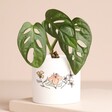 Personalised Message Mini Planter with monstera