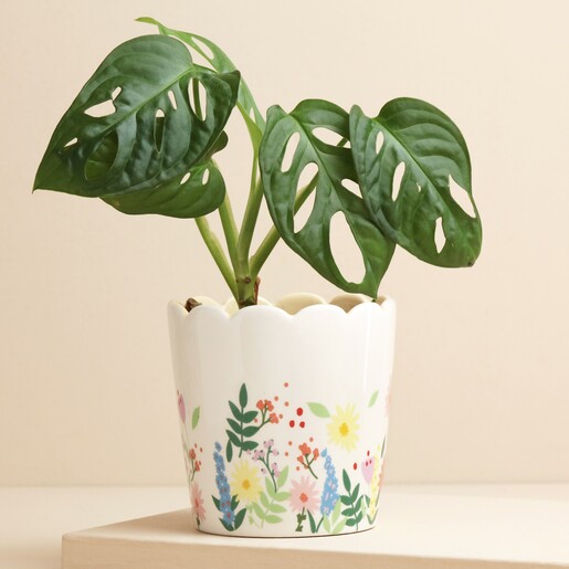 Floral Scalloped Edge Planter Floral Scalloped Edge Planter with Plant Inside on Beige Surface