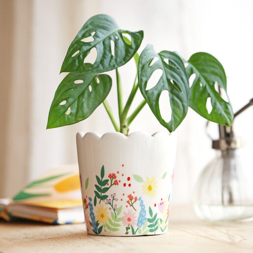 Lifestyle Shot Floral Scalloped Edge Planter with Plant Inside in Lifestyle Shot