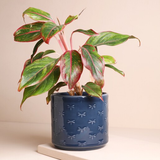 Ivyline Arley Blue Dragonfly Planter with plant inside against beige background