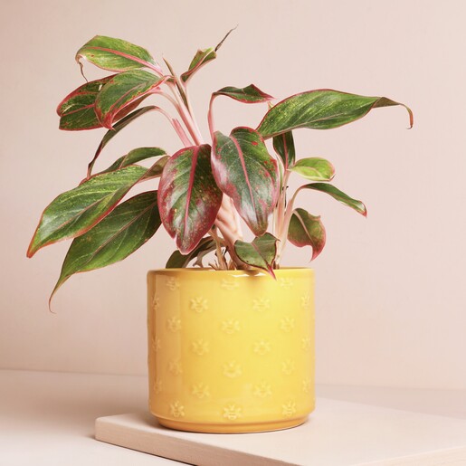Ivyline Arley Yellow Bee Planter in lifestyle shot against beige background