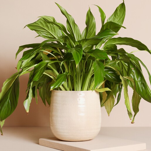 Ivyline Ivory Medium Planter