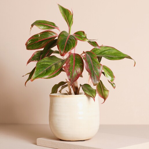 Ivyline Small Ivory Planter  with a Plant on a beige background