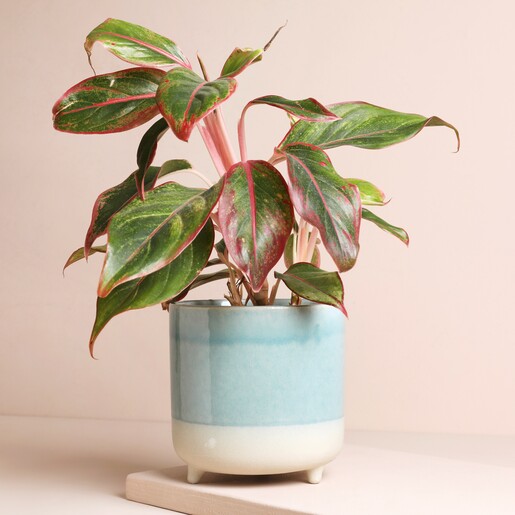 Ivyline Jolie Aqua Matte Reactive Standing Planter with plant inside against neutral background