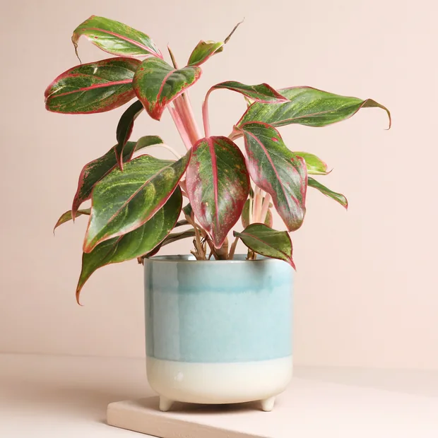 Ivyline Jolie Aqua Matte Reactive Standing Planter Ivyline Jolie Aqua Matte Reactive Standing Planter
