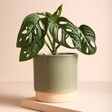 Ivyline Polished Green Planter with Plan on Beige Background