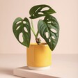 Ivyline Mini Mustard Planter with Plant on 