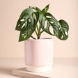 Ivyline Pink Striped Planter  with a monstera on a beige background