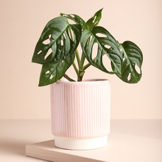 Ivyline Pink Striped Planter 