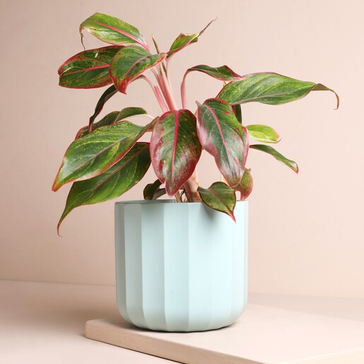 Ivyline Positano Medium Mint Geo Planter with plant inside against beige coloured background