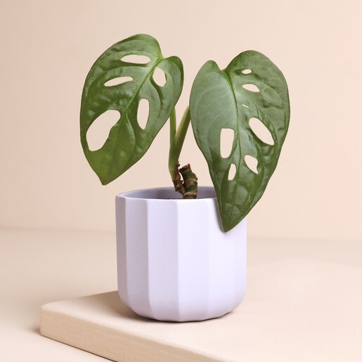 Ivyline Positano Mini Lilac Geo Planter with plant inside against neutral background
