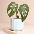 Ivyline Positano Mini Mint Geo Planter with plant inside against neutral background