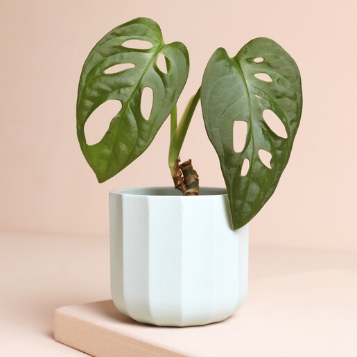 Ivyline Positano Mini Mint Geo Planter with plant inside against neutral background