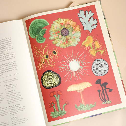 Fungarium: Welcome to the Museum Book interior 