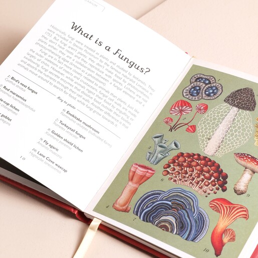 Open Book Inside Page of Fungarium: A Mycologist's Guide to Mushrooms Book