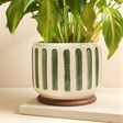 Burgon & Ball Green Stripe Indoor Pot