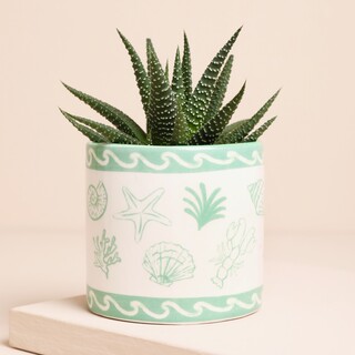 Green Seashells Ceramic Mini Planter