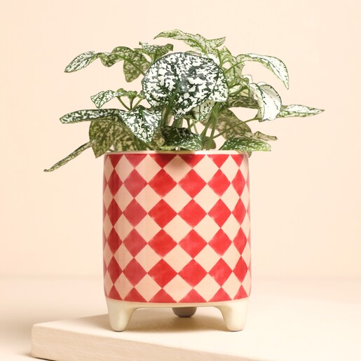 Pink and Red Harlequin Mini Plant Pot
