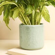 A mint planter with an embossed floral pattern on the outside