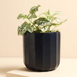 A plant pot with a unique geometric shape