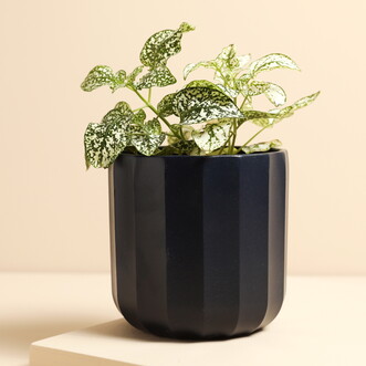 Ivyline Positano Medium Navy Geo Planter