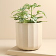 A plant pot with a geometric style