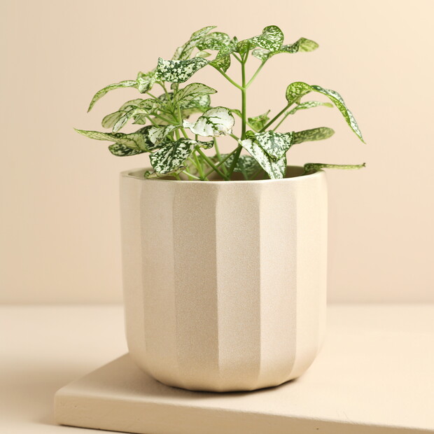 Ivyline Positano Medium Ivory Geo Planter Ivyline Positano Medium Ivory Geo Planter