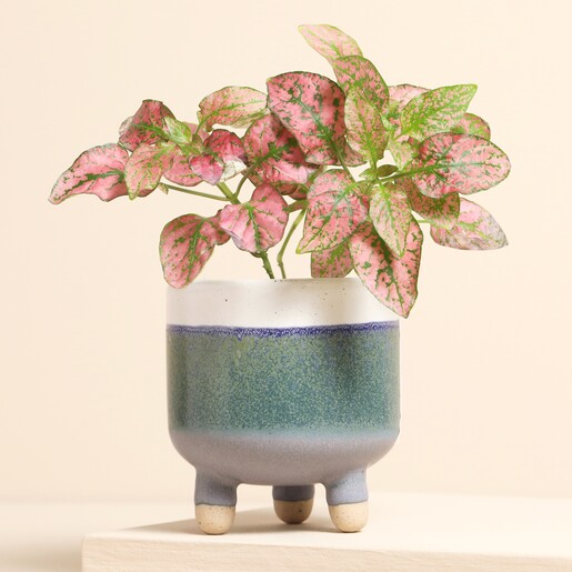 A charming planter with a playful tall-leg design