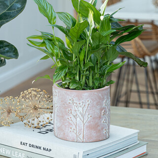 Ivyline Small Hallie Terracotta Planter